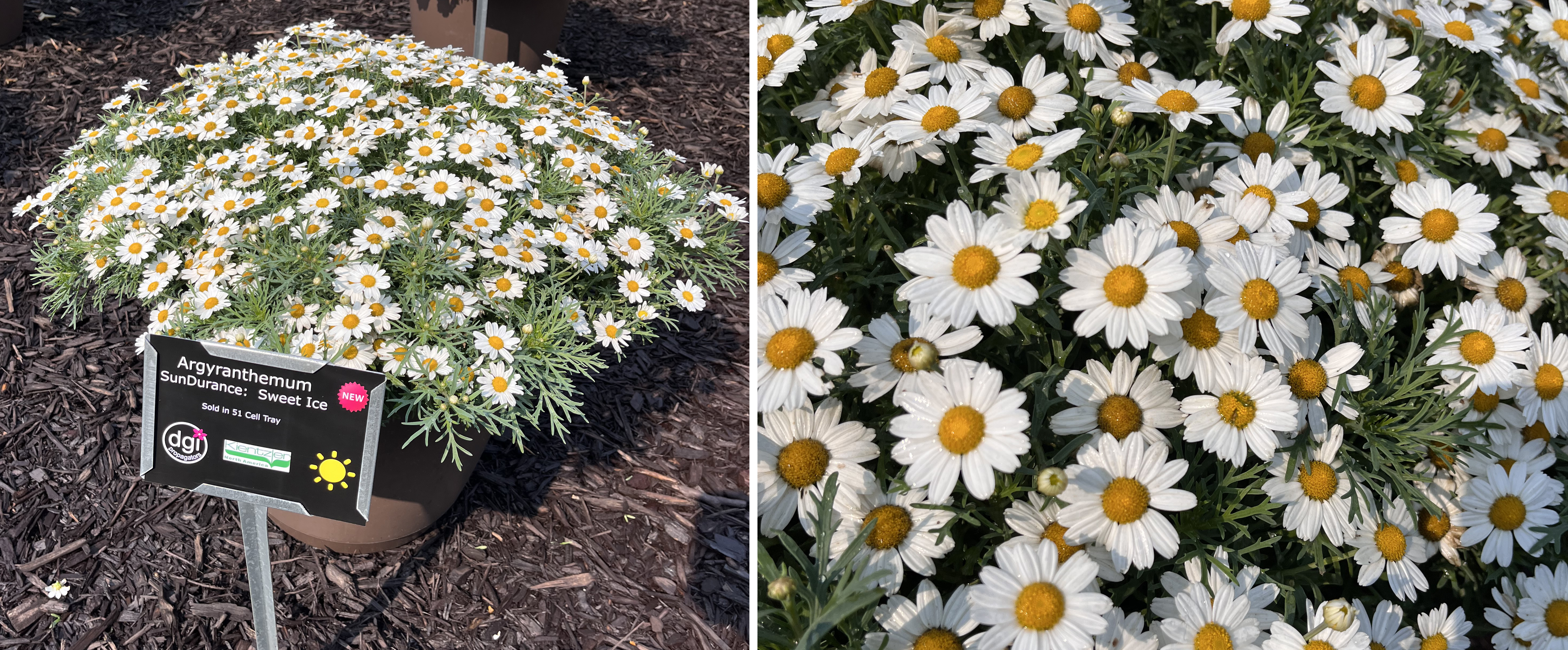 Two views of Argyranthemum &lsquo;SunDurance Sweet Ice.&rsquo; The left side shows a rounded container overflowing with small white daisy-like flowers with yellow centers. The right side is a close-up of the blossoms, highlighting their delicate petals and dense growth.